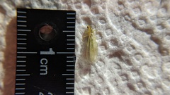 Plumiperla diversa
