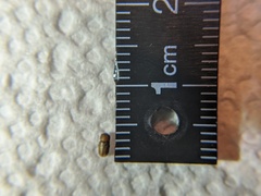 Trypodendron