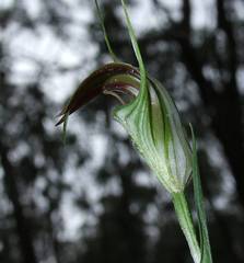 Pterostylis grandiflora