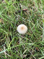Parasola auricoma
