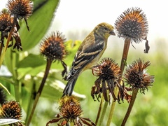 Spinus tristis