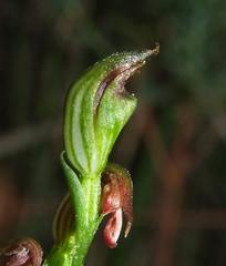 Pterostylis clivosa