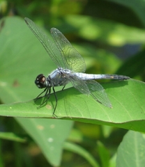 Brachydiplax