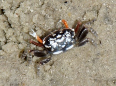 Austruca occidentalis