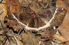 Erebus terminitincta