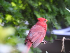 Cardinalis cardinalis