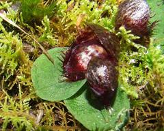 Corybas fimbriatus