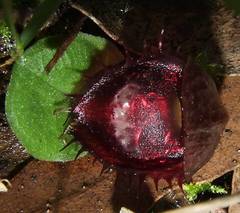 Corybas fimbriatus
