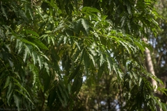 Flindersia xanthoxyla