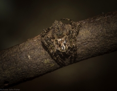 Socca pustulosa