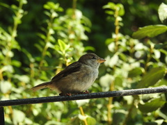 Passer domesticus