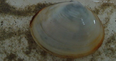Scrobicularia plana image