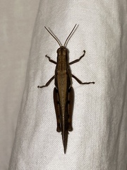 Stenocatantops splendens