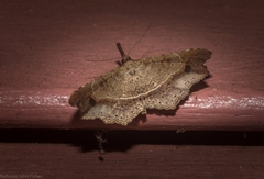 Philogethes metableta