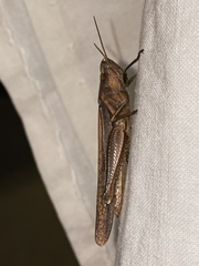 Stenocatantops splendens