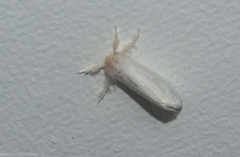 Euproctis panabra