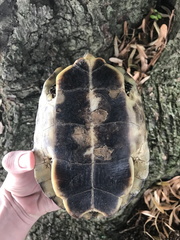 Rhinoclemmys punctularia