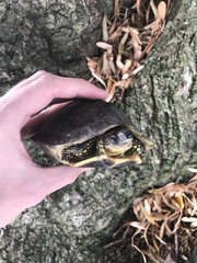 Rhinoclemmys punctularia