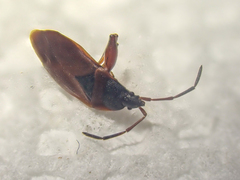 Gastrodes
