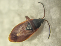 Gastrodes