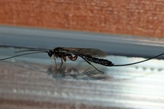 Perithous albicinctus