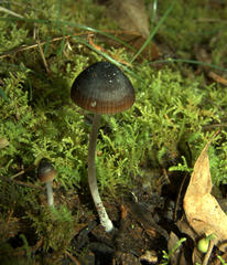 Mycena nargan