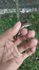 Subdoluseps bowringii