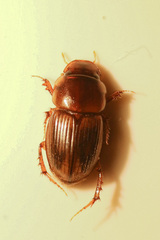 Gilletianus