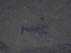 Cherax