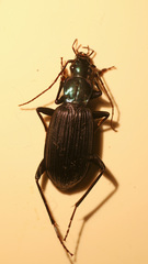 Chlaenius sabahensis