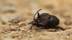 Proagoderus watanabei