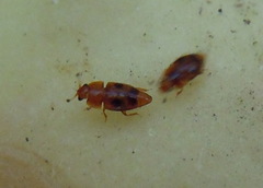 Epuraea ocularis