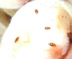 Epuraea ocularis