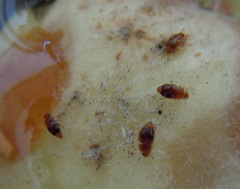 Epuraea ocularis