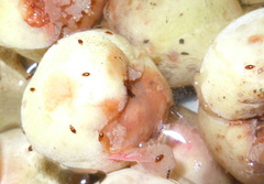 Epuraea ocularis
