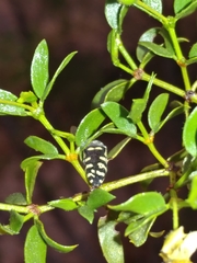 Acmaeodera alicia