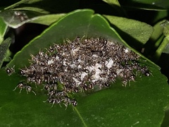 Dolichoderus thoracicus