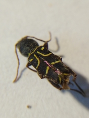 Xylotrechus antilope