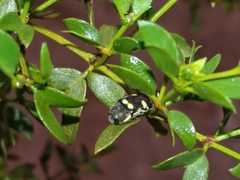 Acmaeodera alicia