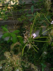 Epilobium