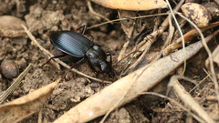 Laemostenus cimmerius