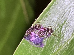 Dolichoderus thoracicus