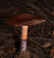 Cortinarius archeri