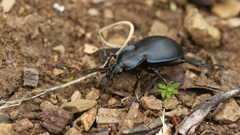 Carabus preslii