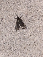Pyrausta demantrialis