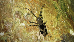 Epicedia trimaculata