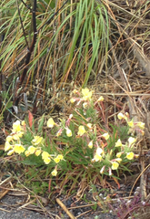 Oenothera elata hookeri