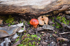 Cortinarius erythraeus