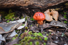 Cortinarius erythraeus