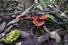Cortinarius erythraeus